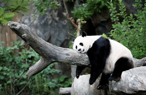 Trung Quốc báo tin vui, gấu trúc không còn là loài nguy cấp trong tự nhiên - Ảnh 1.