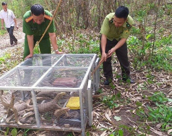 Bị phạt hơn 1 tỉ đồng vì mua 8 con kỳ đà - Ảnh 1.