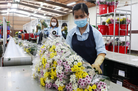 Vì sao hàng trăm tấn hoa Đà Lạt xuất khẩu phải tiêu hủy? - Ảnh 2.