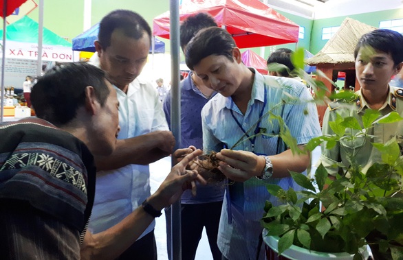 Giấc mơ ngành công nghiệp sâm Ngọc Linh - Ảnh 1. Giấc mơ ngành công nghiệp sâm Ngọc Linh - Ảnh 1.