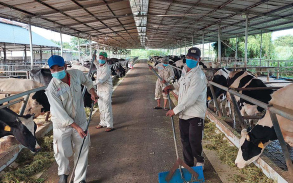 Hàng trăm tấn sữa có nguy cơ đổ bỏ - Ảnh 1.