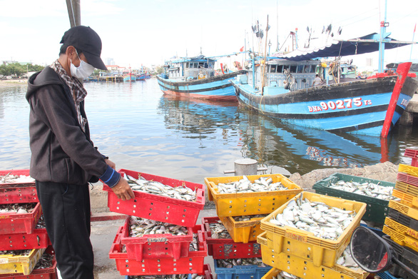 Đóng cửa cảng cá lớn nhất miền Trung, Đà Nẵng vẫn còn hơn 200 tấn thủy sản chờ tiêu thụ - Ảnh 3.