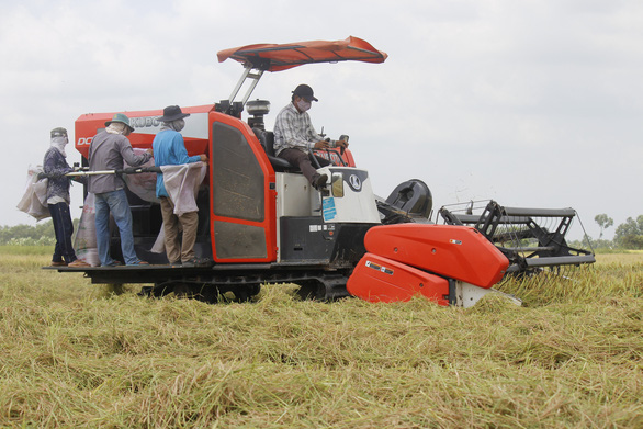 Lúa miền Tây đầy đồng nhưng vắng người mua, Bộ trưởng Lê Minh Hoan đề xuất lên Chính phủ - Ảnh 1.