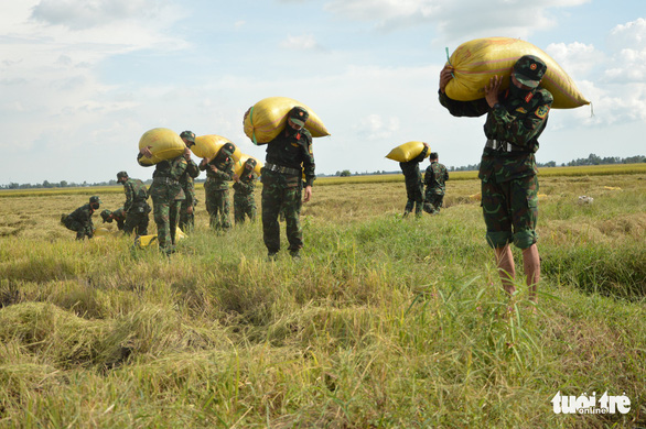 Sư đoàn 330 giúp dân thu hoạch và vận chuyển lúa hè thu trong đại dịch COVID-19 - Ảnh 2.