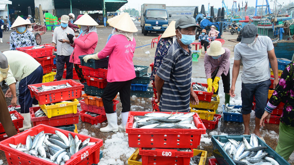 Tôm cá biển Phan Thiết rộ mùa cá nam rẻ rề mà bán không được - Ảnh 1.