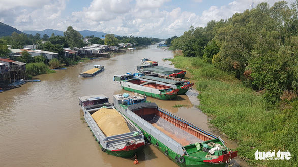 Giá lúa, nếp miền Tây nơi tăng nơi giảm - Ảnh 2.