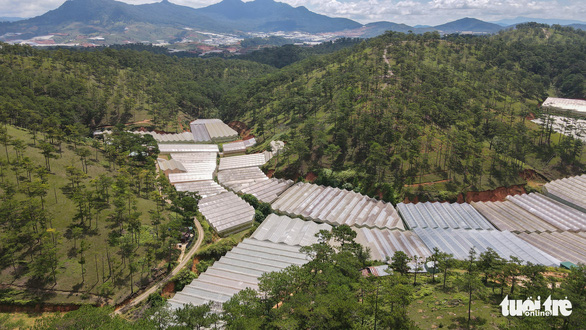 Lâm Đồng tháo dỡ 220ha nhà kính, nhà lưới lấn rừng, hoàn thành trong tháng 9-2021 - Ảnh 1. Lâm Đồng tháo dỡ 220ha nhà kính, nhà lưới lấn rừng, hoàn thành trong tháng 9-2021 - Ảnh 1.