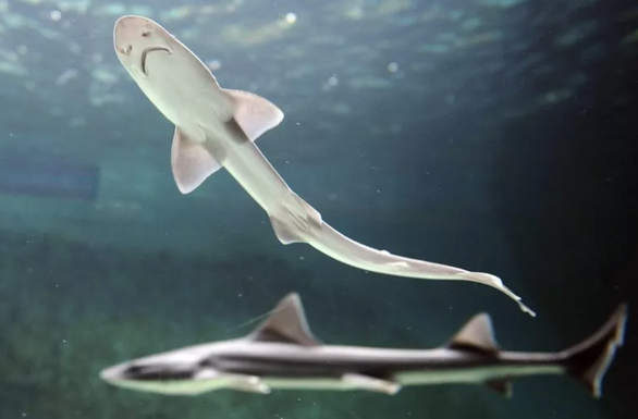 Hi hữu cá mập cái sinh con sau 10 năm không gặp con đực - Ảnh 1.