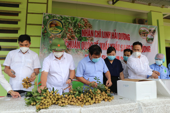 Hải Dương mở vườn thu hái nhãn xuất khẩu đi châu Âu - Ảnh 2.