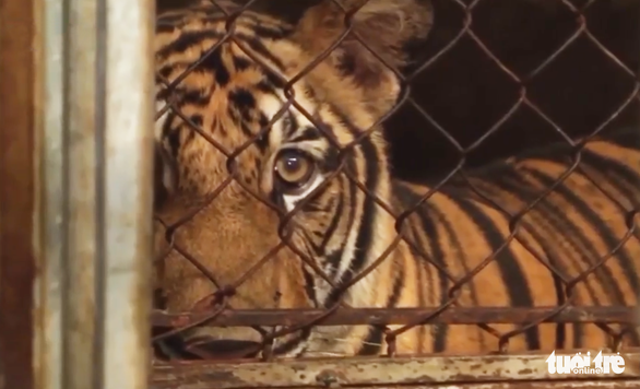 8/17 con hổ nuôi nhốt trong nhà dân Nghệ An được ‘giải cứu’ đã chết - Ảnh 1.