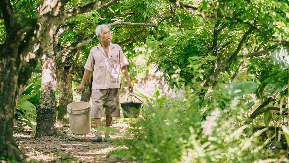 Nhãn Hưng Yên và một mùa thu hoạch thật khác - Ảnh 1.