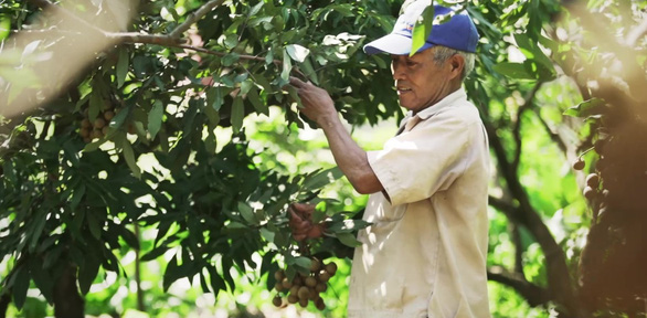 Nhãn Hưng Yên và một mùa thu hoạch thật khác - Ảnh 2.