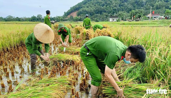 Bộ đội, công an cùng lội ruộng gặt lúa ‘chạy bão’ số 5 giúp dân - Ảnh 1.