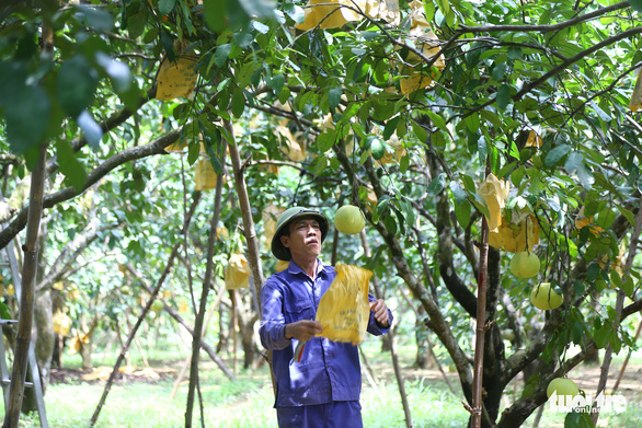 Hàng nghìn tấn bưởi Phúc Trạch chưa bán được vì dịch, dân lại thấp thỏm vì mưa bão - Ảnh 4.