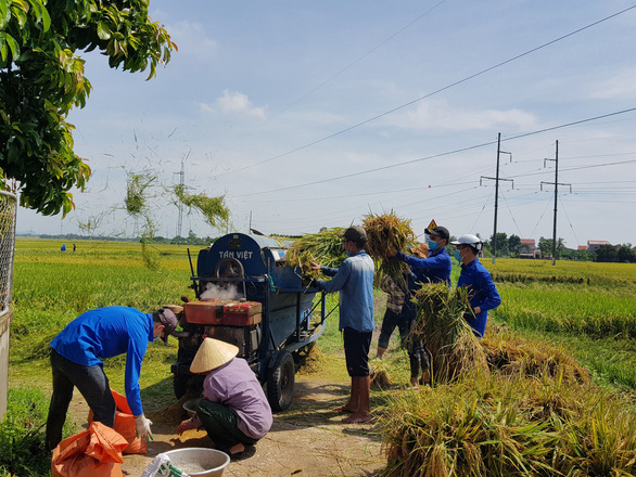 Gần 1.000 đoàn viên, thanh niên giúp dân thu hoạch lúa mùa tránh bão số 5 - Ảnh 1.