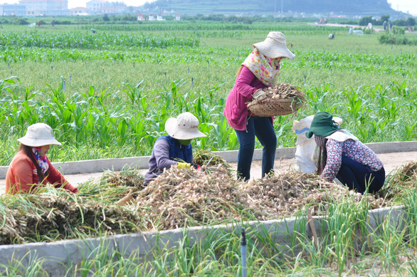 Huyện Lý Sơn không còn chính sách hải đảo sau khi giải thể chính quyền cấp xã - Ảnh 2.