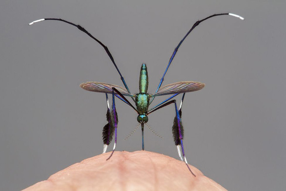 Loài muỗi đẹp nhất thế giới được giới nhiếp ảnh gia săn đón - Ảnh 1.