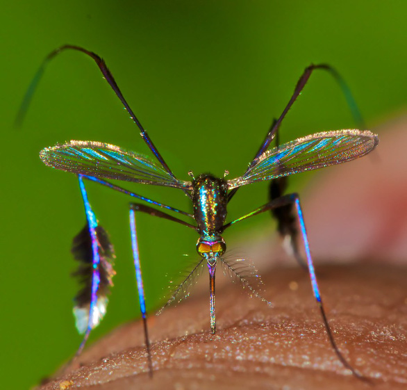 Loài muỗi đẹp nhất thế giới được giới nhiếp ảnh gia săn đón - Ảnh 2.