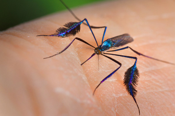 Loài muỗi đẹp nhất thế giới được giới nhiếp ảnh gia săn đón - Ảnh 3.