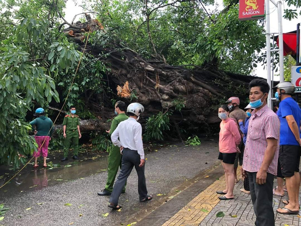 Cây đa 200 tuổi ở Quảng Ngãi bật gốc, ngã đổ đè chết người đi đường - Ảnh 1.