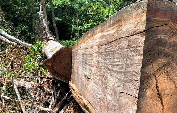 Xác minh thông tin rừng phòng hộ A Lưới bị chặt phá - Ảnh 2.