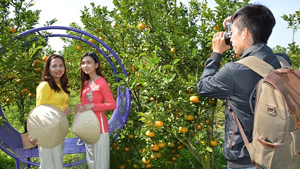 Vườn quýt hồng chín rộ, nhà vườn mở cửa đón khách tham quan - Ảnh 2. Vườn quýt hồng chín rộ, nhà vườn mở cửa đón khách tham quan - Ảnh 2.