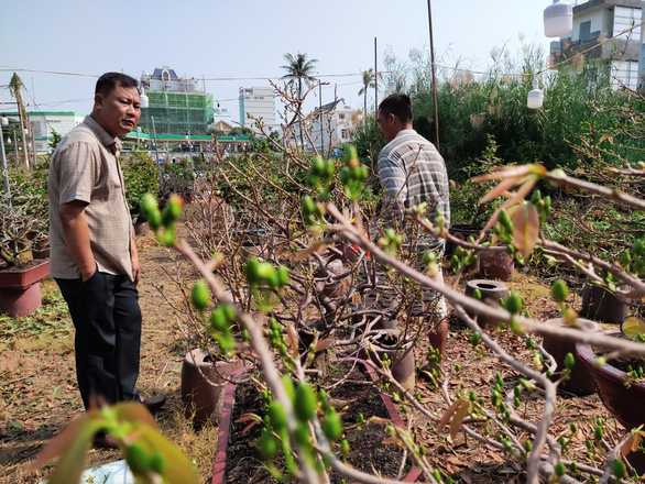 Lượng khách đặt mai Tết tăng nhanh, nhà vườn vẫn cam kết giảm giá bán và cho thuê - Ảnh 6.