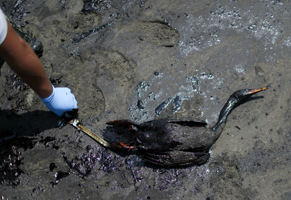 Tràn dầu do sóng thần Tonga gây ‘thảm họa sinh thái’ ở Peru - Ảnh 6.