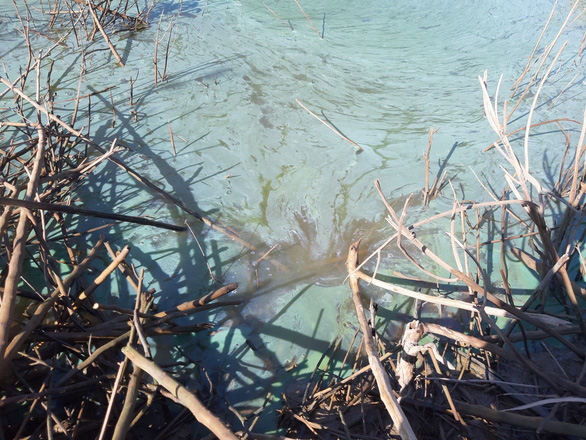 Sở Tài nguyên - môi trường Kon Tum: Nước đổi màu, bốc mùi ở hồ thủy điện Yaly là tảo nở hoa - Ảnh 2.