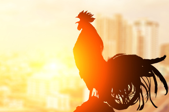 Tại sao người Việt lại thường ưu tiên chọn gà trống trong mâm cúng giao thừa? - Ảnh 2.