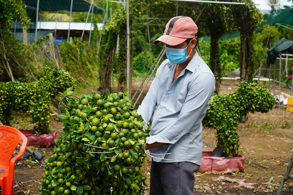 Bà con trồng hoa miền Tây vui như Tết - Ảnh 1.