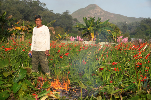 Hong Kong: Nông dân đốt bỏ hoa vì sức mua giảm do các biện pháp kiểm soát COVID-19 - Ảnh 4.