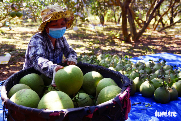 Đặc sản bưởi Tân Triều chưa Tết đã ‘cháy’ hàng - Ảnh 1.