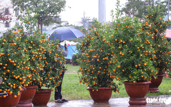 Chợ hoa Tết lớn nhất Đà Nẵng: Sức mua đã giảm 50%, lại còn mưa kiểu ni, căng quá - Ảnh 5.