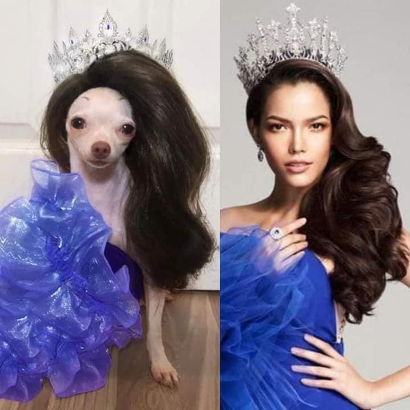 Cô chó cosplay loạt sao nổi tiếng - Ảnh 2. Cô chó cosplay loạt sao nổi tiếng - Ảnh 2.