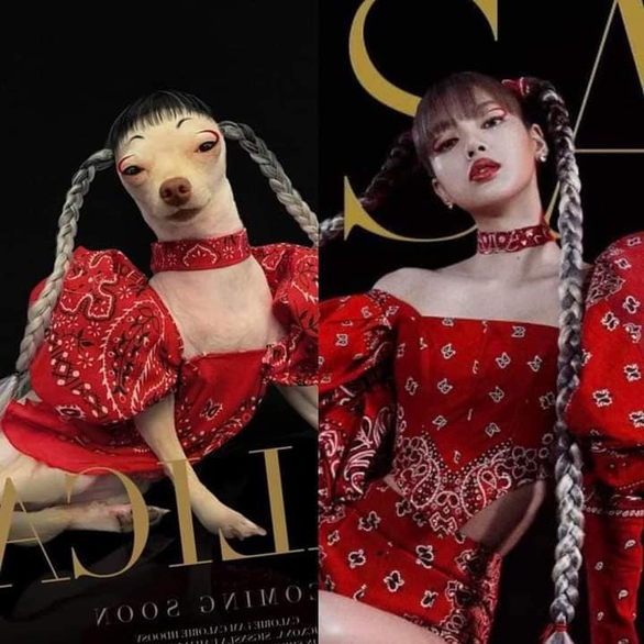 Cô chó cosplay loạt sao nổi tiếng - Ảnh 6. Cô chó cosplay loạt sao nổi tiếng - Ảnh 6.