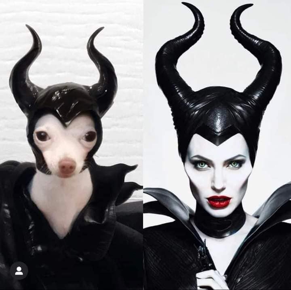 Cô chó cosplay loạt sao nổi tiếng - Ảnh 11. Cô chó cosplay loạt sao nổi tiếng - Ảnh 11.