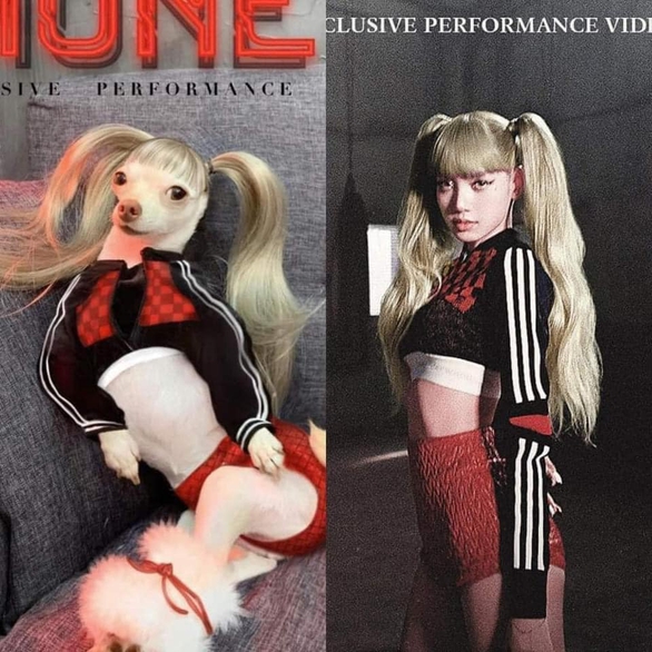 Cô chó cosplay loạt sao nổi tiếng - Ảnh 12. Cô chó cosplay loạt sao nổi tiếng - Ảnh 12.