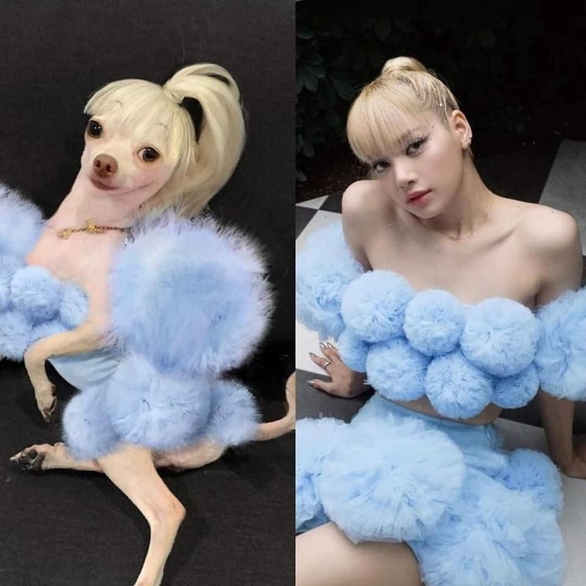 Cô chó cosplay loạt sao nổi tiếng - Ảnh 13. Cô chó cosplay loạt sao nổi tiếng - Ảnh 13.