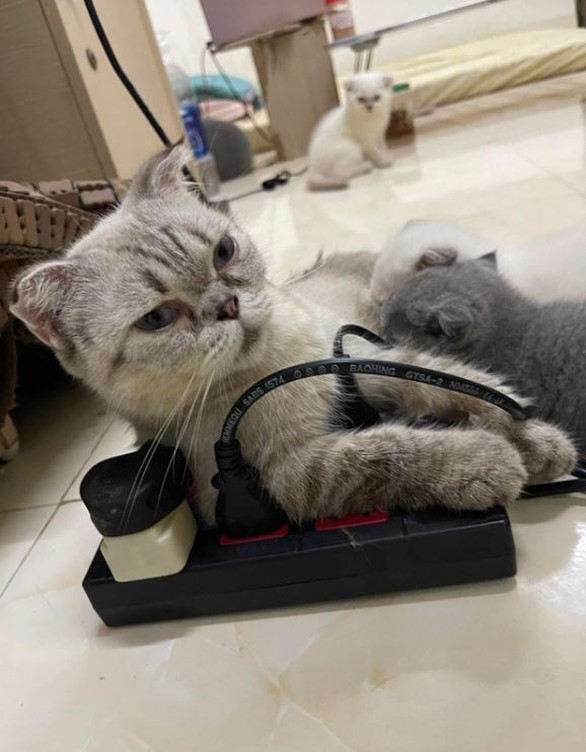 Khoảnh khắc tấu hài của hoàng thượng khiến sen cười ngất - Ảnh 5. Khoảnh khắc tấu hài của hoàng thượng khiến sen cười ngất - Ảnh 5.