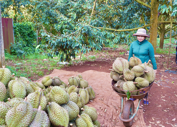 Siết chặt quản lý để ngăn độn hàng, đổi mã vùng trồng sầu riêng - Ảnh 1.