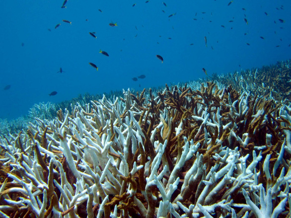 Hơn 50% số rạn san hô trên thế giới có nguy cơ biến mất vào năm 2035 - Ảnh 1.