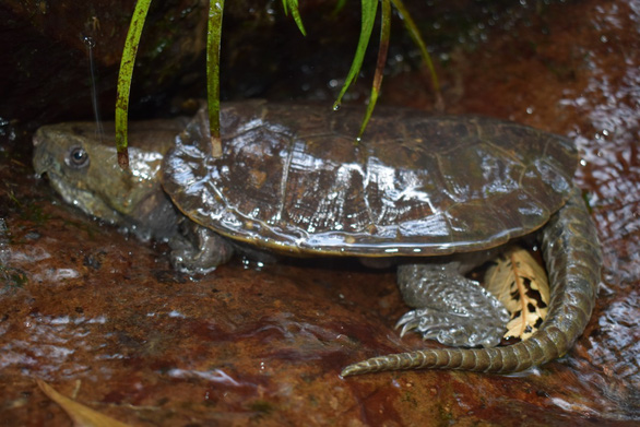 Phát hiện nhiều loài rùa quý hiếm tại Khu bảo tồn thiên nhiên Pù Hu - Ảnh 2.