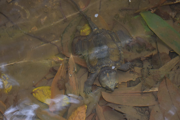 Phát hiện nhiều loài rùa quý hiếm tại Khu bảo tồn thiên nhiên Pù Hu - Ảnh 4.