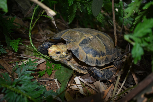 Phát hiện nhiều loài rùa quý hiếm tại Khu bảo tồn thiên nhiên Pù Hu - Ảnh 1.