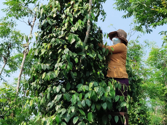 Tin sáng 3-10: Đơn kiện chủ tịch UBND về hành chính tăng gấp đôi; Sót đối tượng thu xả thải - Ảnh 2.