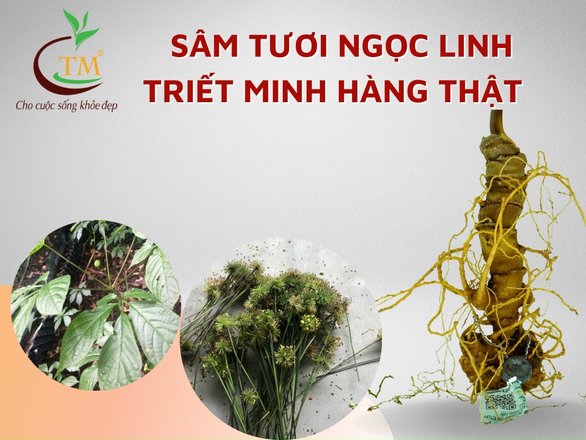 Sâm Ngọc Linh - một báu vật của người Việt - Ảnh 5.