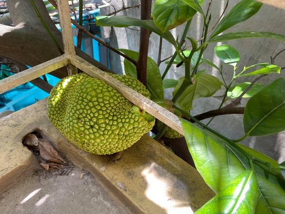 Loạt cây mít sống lỗi, ra quả ở những vị trí có ai ngờ! - Ảnh 3. Loạt cây mít sống lỗi, ra quả ở những vị trí có ai ngờ! - Ảnh 3.
