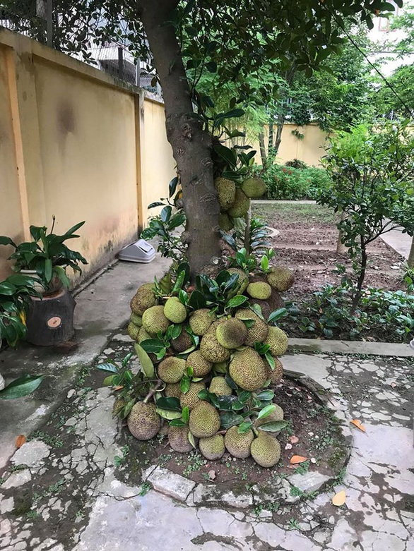 Loạt cây mít sống lỗi, ra quả ở những vị trí có ai ngờ! - Ảnh 6. Loạt cây mít sống lỗi, ra quả ở những vị trí có ai ngờ! - Ảnh 6.