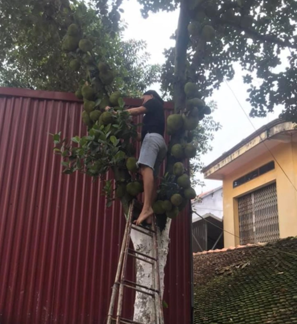 Tuyển tập loạt cây mít vỡ kế hoạch chi chít khiến ai đi ngang cũng thòm thèm - Ảnh 1. Tuyển tập loạt cây mít vỡ kế hoạch chi chít khiến ai đi ngang cũng thòm thèm - Ảnh 1.